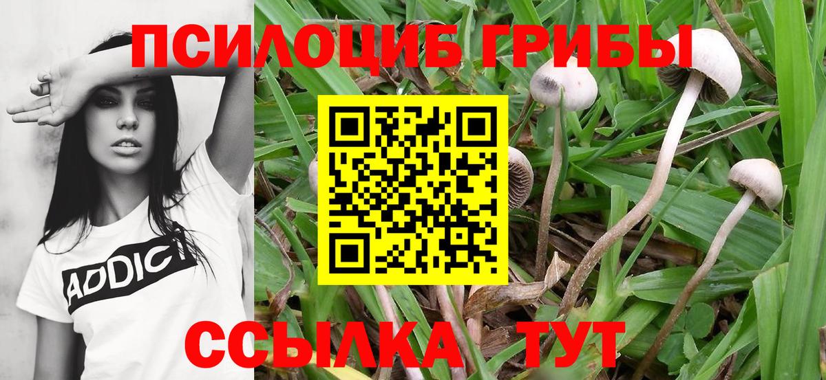 Галлюциногенные грибы Cubensis Уссурийск